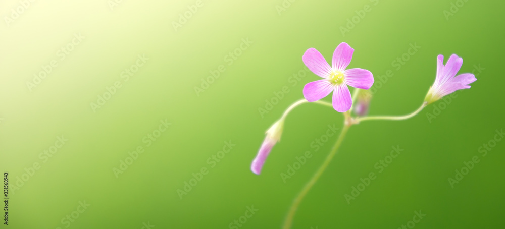 Beautiful pink flower with green bright background Beautiful pink flower with green bright background