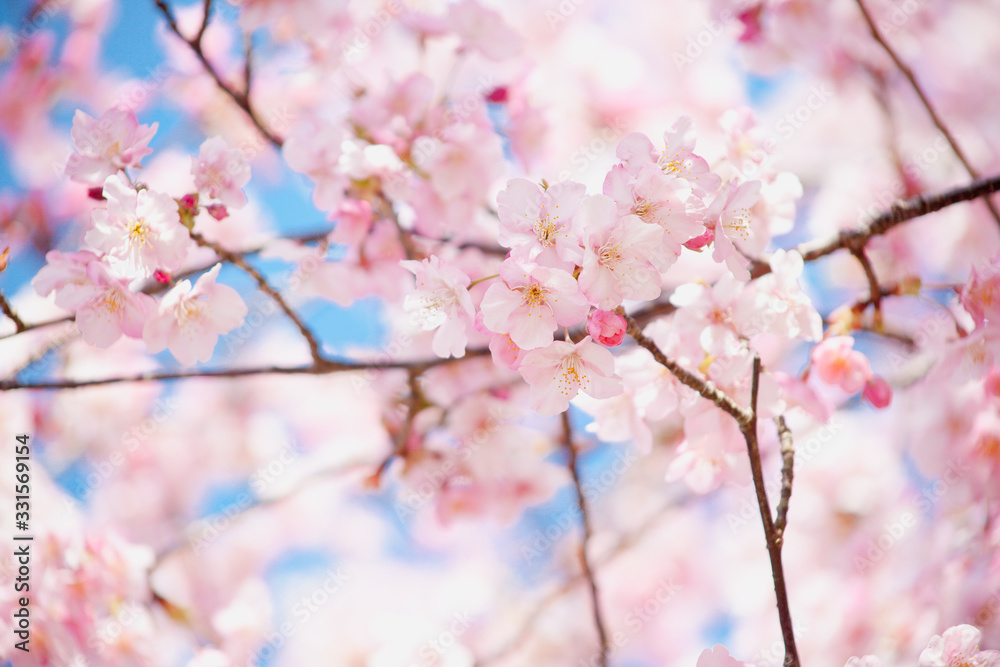早春の河津桜 早春の河津桜