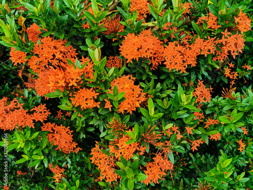 Beautiful of red Ixora coccinea flowers blooming in nature garden. Ixora coccinea also known as jungle geranium, flame of the woods or jungle flame photo