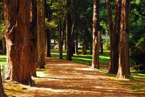 A tree lines path leads to Rowan Oak, William Faulkner's home in Oxford, Mississippi