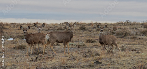 Fototapeta Naklejka Na Ścianę i Meble -  herd of deer