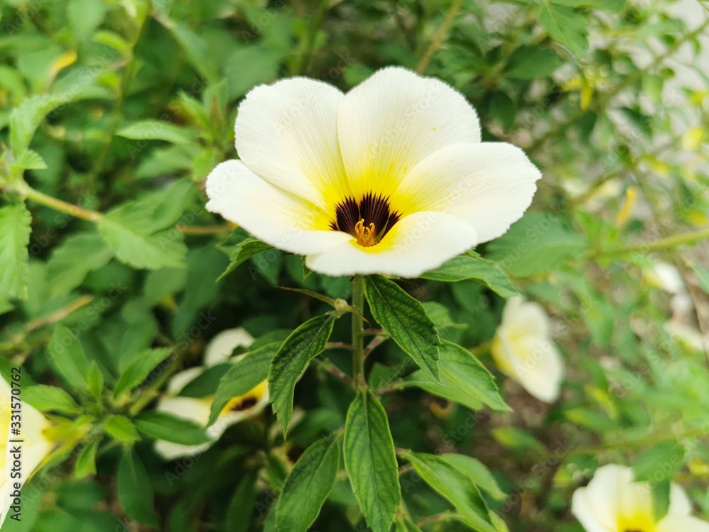 Closeup beautiful white of Turnera subulata flower on green leaves background. Flower known by the common names white buttercup, sulphur alder, politician's flower, dark-eyed turnera, and white alder