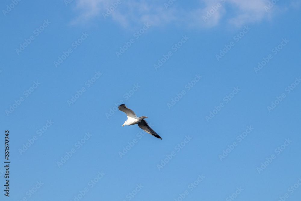 bird and sky bird and sky