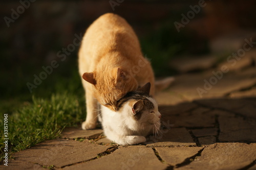 Canvas Print Domestic cats in the act of mating. Cat make love outdoor.