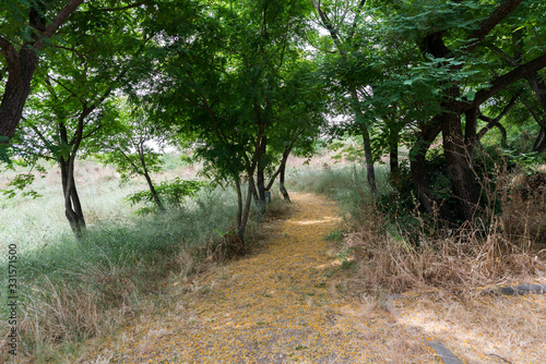Yarkon National Park in central Israel photo