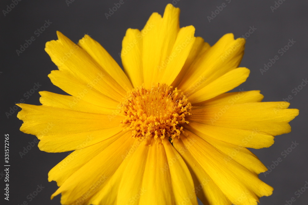 オオキンケイギクの花 オオキンケイギクの花
