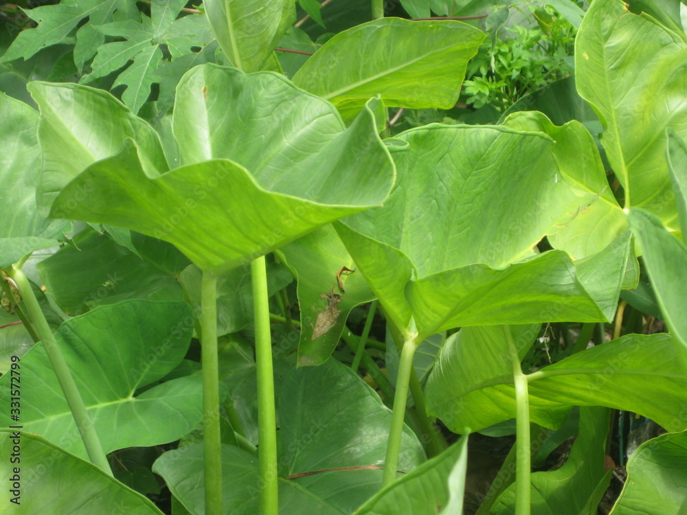 Obraz premium The Giant green taro leaf for background and texture