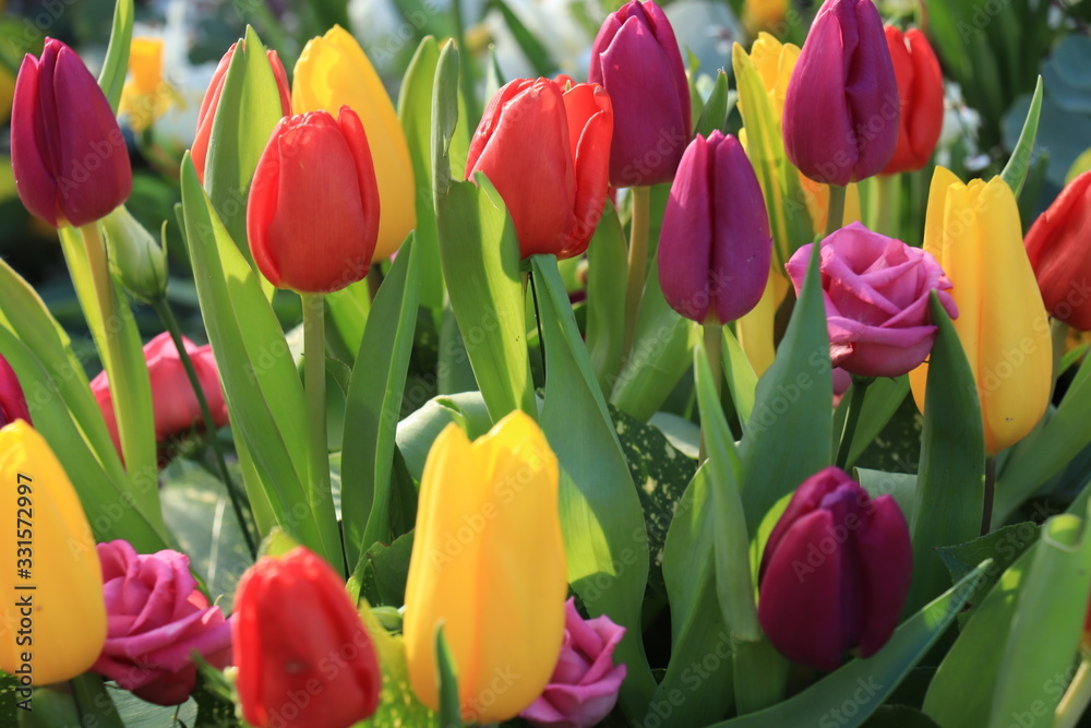 Naklejka premium Mixed tulip bouquet