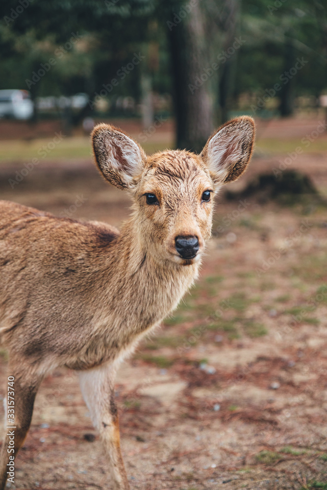 Deer at the park in Japan Deer at the park in Japan