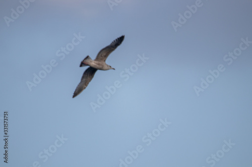 free flying seagull on the sky