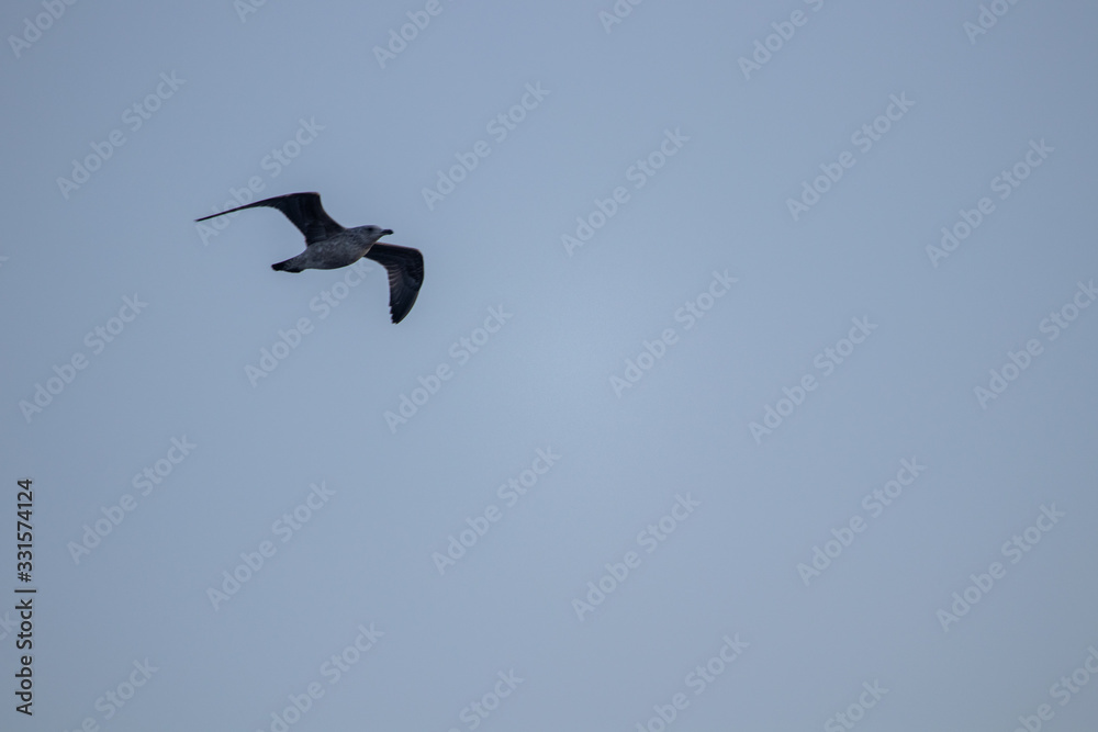 free flying seagull on the sky