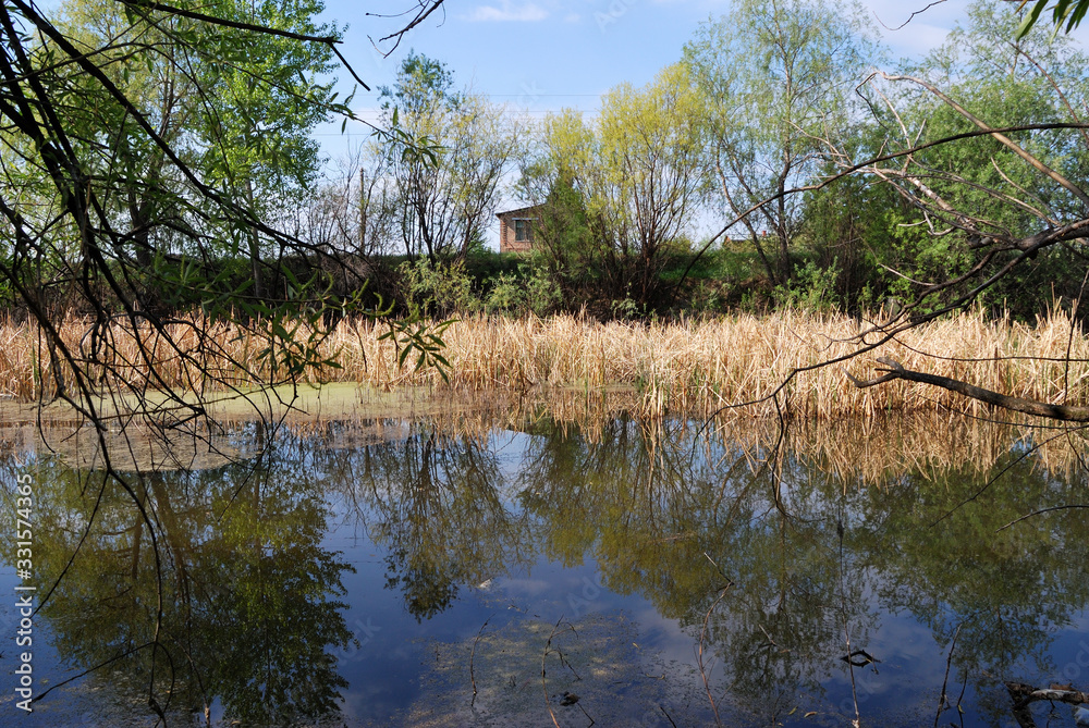 Forest pond Forest pond