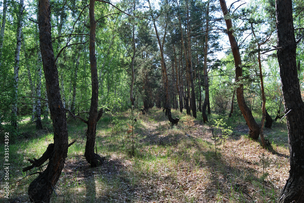 Naklejka premium Forest alley