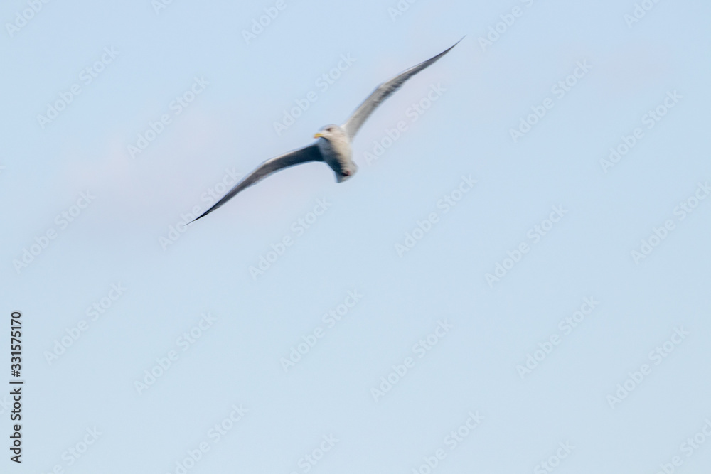 free flying seagull on the sky free flying seagull on the sky