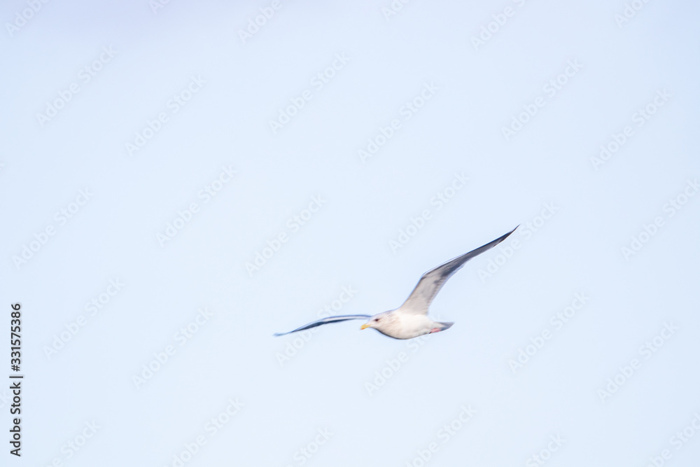 Obraz premium free flying seagull on the sky