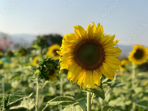 sunflower in the field