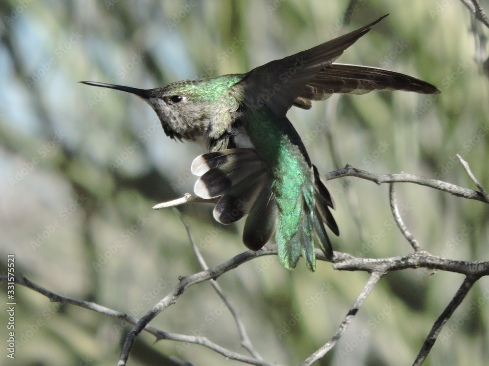 Fototapeta premium hummingbird in flight