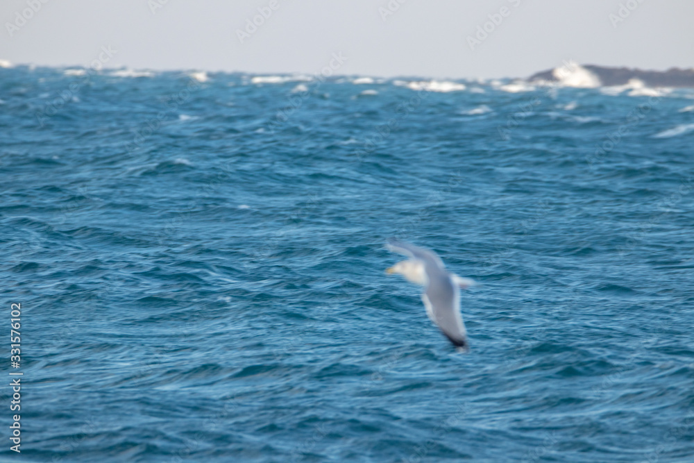 Fototapeta premium free flying seagull on the sky