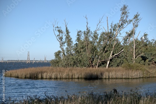 Cockatoos in the Gum Trees at Lake Mulwala photo