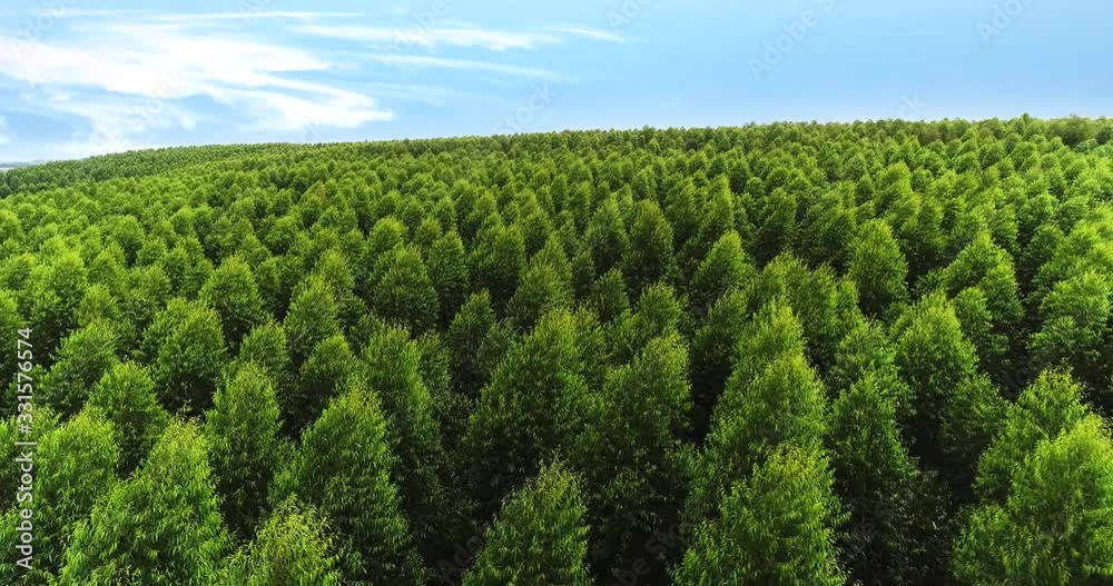 Aerial image of the Eucalyptus forest in Brazil