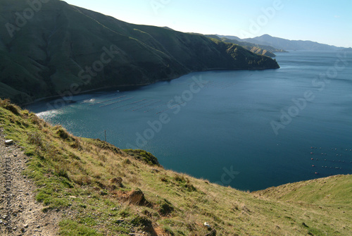 Merino sheeps and mussels farm on backdrop. New Zealand Merino and Mussel farming industry in the Marlborough. French Pass seascape. Pasture, green hills rolling. Nice coastal walks and biking tracks