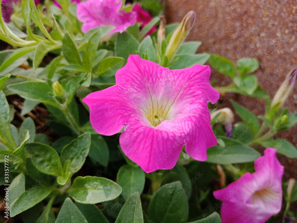 pink flower in garden pink flower in garden
