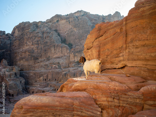 goat on the rock photo