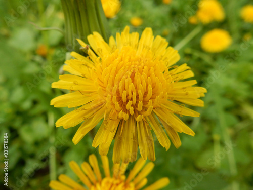 Close-up yellow bright spring dandelion close-up on a blurry background