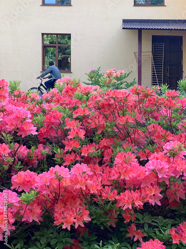 lush bush of spring blooming pink rhododendrons on a blurry background