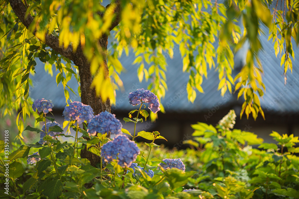 朝日を浴びる西洋紫陽花 Stock Photo Adobe Stock