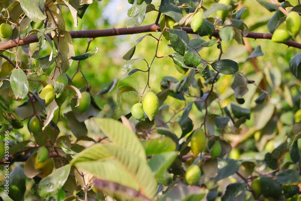 long jujube hanging on tree in nature long jujube hanging on tree in nature