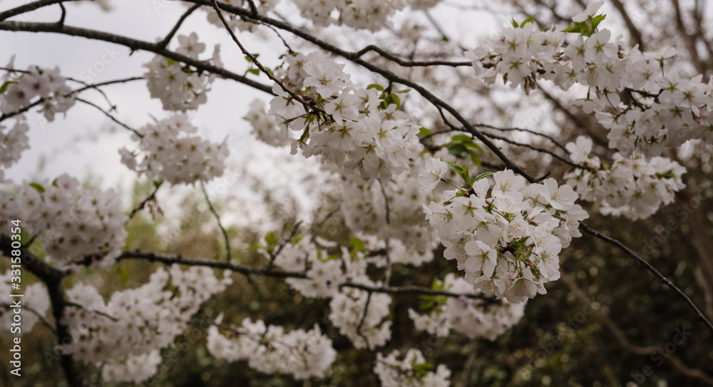 Cherry Blossoms blooming on the first day of Spring Cherry Blossoms blooming on the first day of Spring