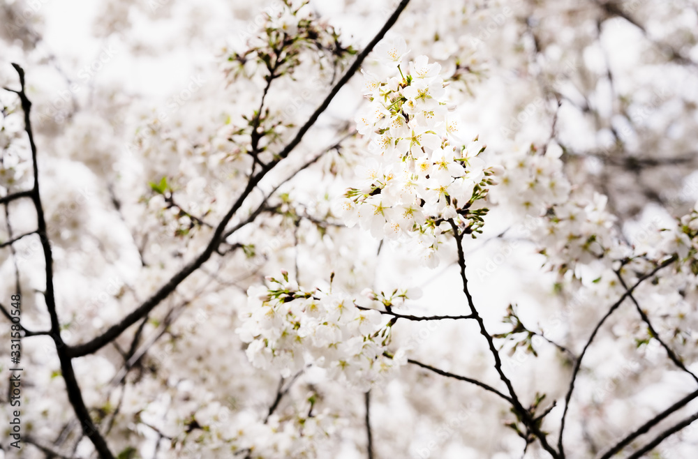 Cherry Blossoms blooming on the first day of Spring Cherry Blossoms blooming on the first day of Spring
