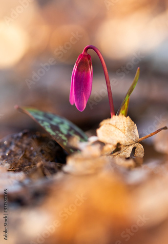 erythronium dens-canis or the dog's-tooth-violet pink flower with green grass