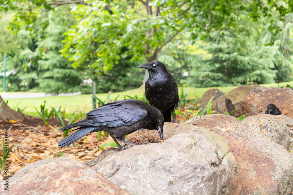 Obraz premium Crows on rocks in the park