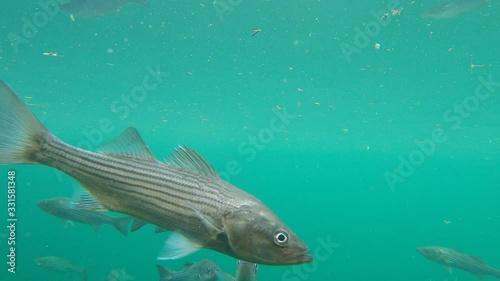 Underwater view of swimming common carp and hybrid stripped bass photo