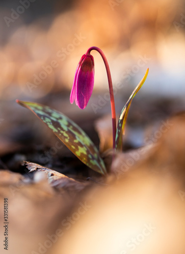 erythronium dens-canis or the dog's-tooth-violet pink flower with green grass photo