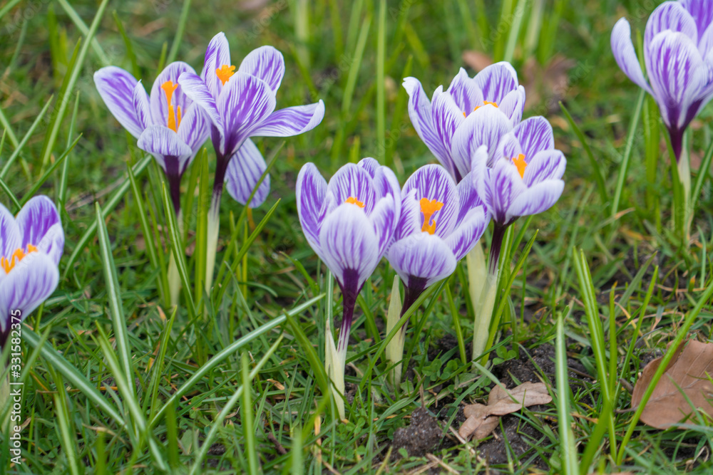 Beautiful crocus flowers in the garden. Sign of spring, Copenhagen, Denmark Beautiful crocus flowers in the garden. Sign of spring, Copenhagen, Denmark