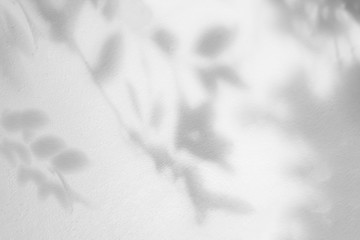 Leaves shadow and tree branch background.  Natural leaves tree branch dark shadow and light from sunlight dappled on white concrete wall texture