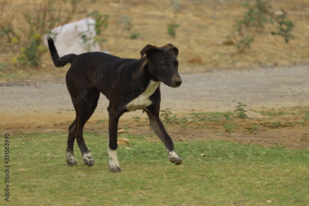 Running Street Dog 