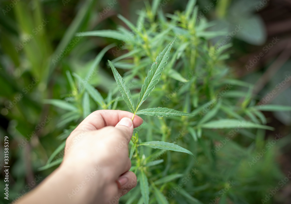 The hand of a man with marijuana. The hand of a man with marijuana.