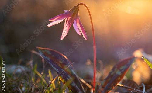 erythronium dens-canis or the dog's-tooth-violet pink flower with green grass photo