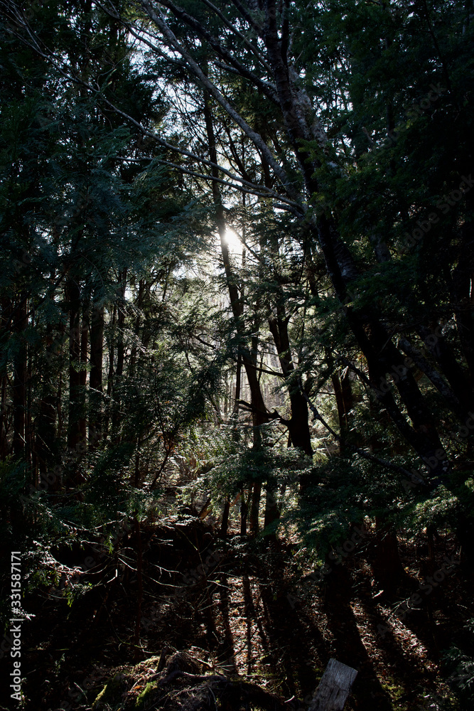Fototapeta premium Dentro da floresta com luz do sol ao fundo.