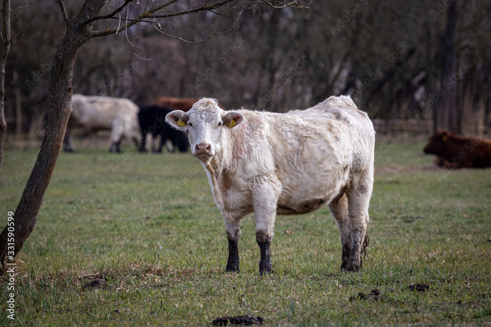 Obraz premium Cow (Bos primigenius, Bos taurus) in a meadow