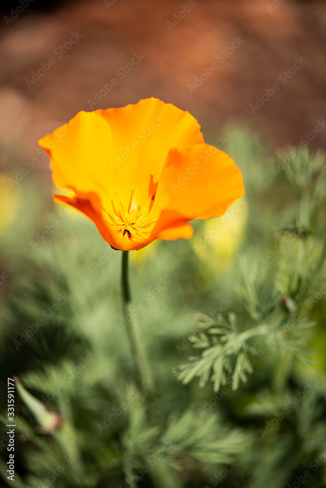 California Poppy