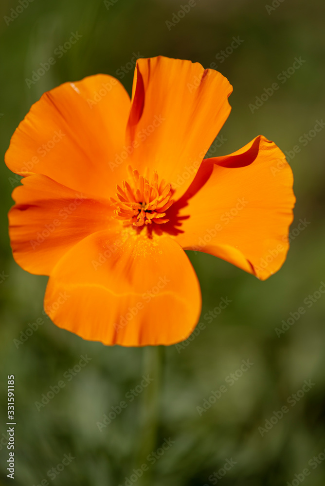 California Poppy California Poppy