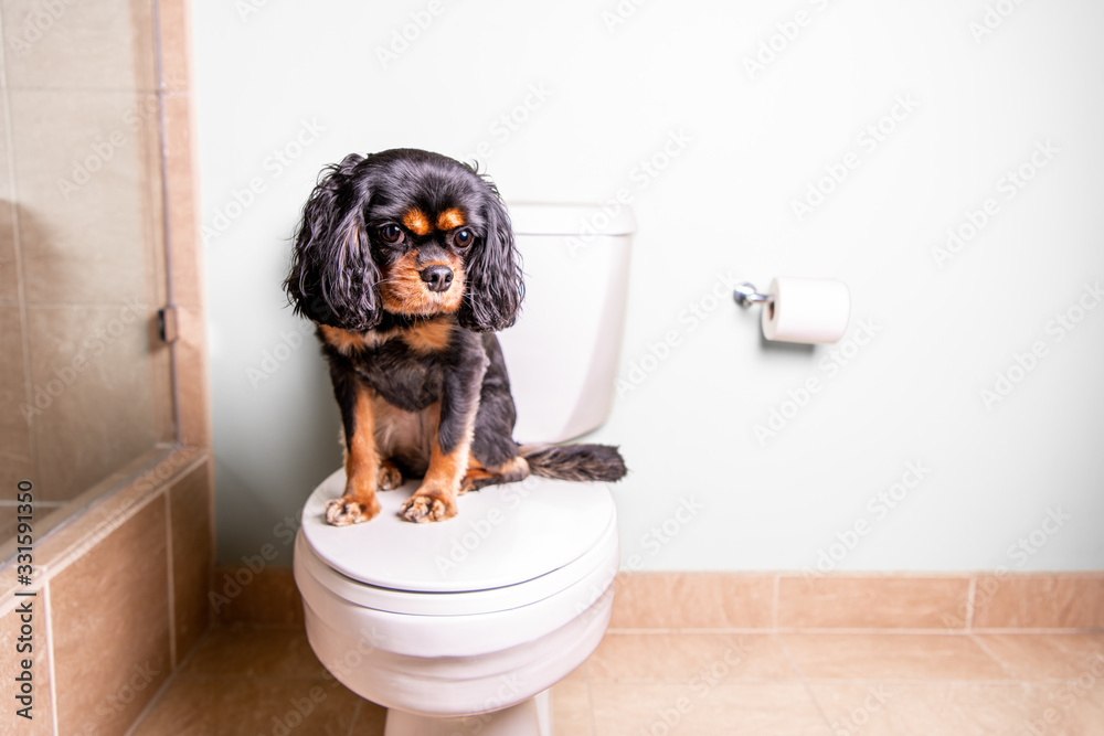 Dog Toilet Roll Holder With Dog Sitting on Toilet 