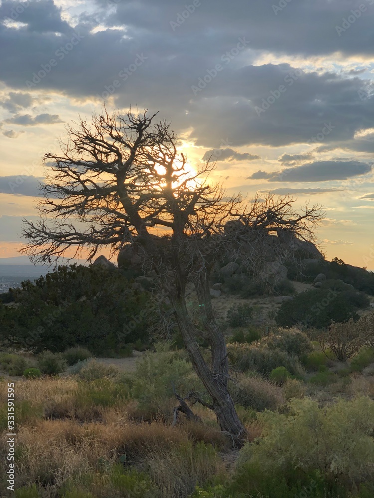 Obraz premium Southwest desert sunset cactus