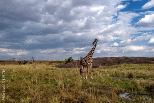 Giraffe is standing in a marshy area near Mara Air Stripe   Kenya  Africa