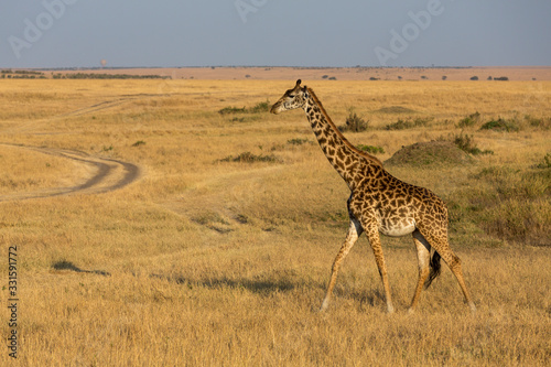Giraffe walking in a dry Grassland at Masai Mara, Kenya, Africa © amit